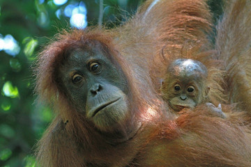 Wild Orangutan Mother and Baby
