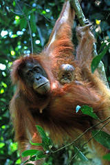 Naklejka premium Wild Orangutan Mother and Baby