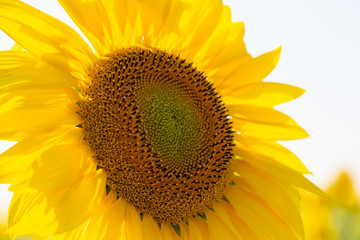 Beautiful sunflower field. Blossoming bright sunflower. Shinning sunflower background. Flower close up
