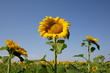 Beautiful sunflower field. Blossoming bright sunflower. Shinning sunflower background. Flower close up