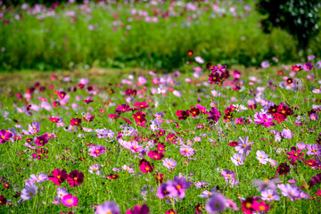 農業公園のコスモス
