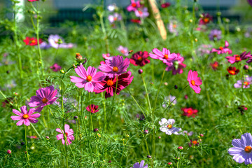 Obraz premium 農業公園のコスモス