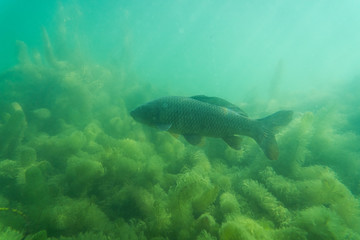 carp under water image, fish photography, under water photography, austrian lake wildlife