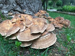 mushrooms in the forest