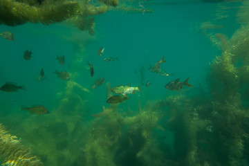 Fototapeta na wymiar roach under water image in a beautiful lake in austria, underwater photography