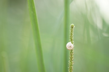white snail shell on green grass, soft selective focus.