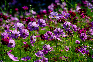 Fototapeta premium 農業公園のコスモス