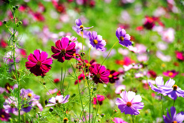 農業公園のコスモス