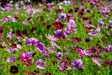 Obraz premium 農業公園のコスモス