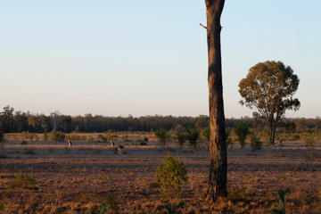 kangaroos in the field