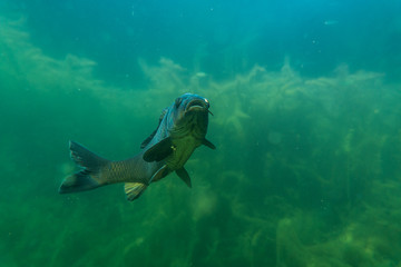 Fototapeta na wymiar carp under water image, fish photography, under water photography, austrian lake wildlife