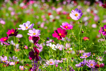 Obraz premium 農業公園のコスモス