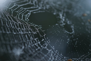 spider web in droplets of rain, macro image