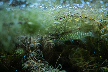 Fototapeta premium pike under water image, baby pike in a lake under water, underwater wildlife photography