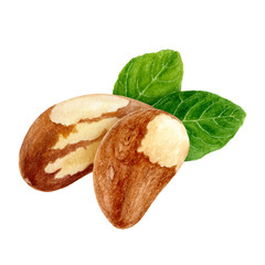Brazil nut composition watercolor isolated on white background