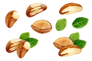 Brazil nut set composition watercolor isolated on white background