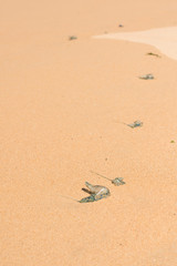 bluebottle stingers on the beach