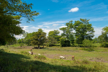 Country landscape with cows grazing in the shadows of the trees on a sunny summer day. Colombia
