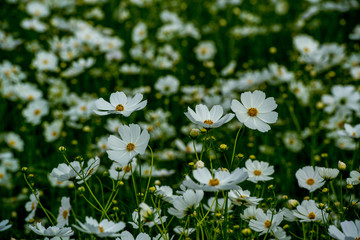 三光のコスモス