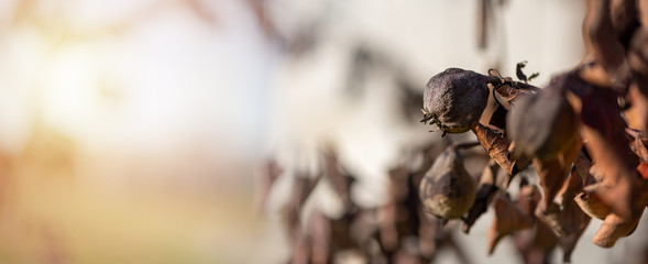 Withered tree with dry leaves and fruits of Quince tree. Risk of loss of trees and garden. The theme of garden care, pest control. Wide format banner