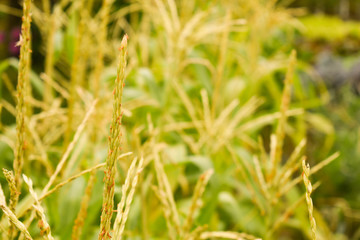 Corn tassel close up photo with blurred green background