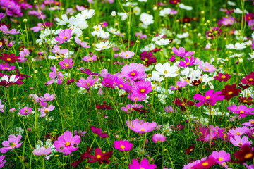 三光のコスモス