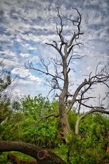 tree and sky