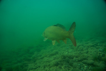 carp under water image, fish photography, under water photography, austrian lake wildlife