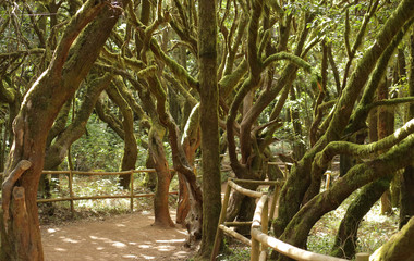 La Laguna Grande, Parque de Garajonay, La Gomera, Santa Cruz de Tenerife, Islas Canarias, España