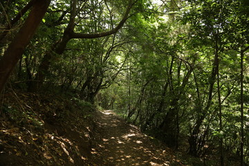 Obraz premium El Cedro, Parque de Garajonay, La Gomera, Santa Cruz de Tenerife, Islas Canarias, España