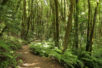 Fototapeta premium El Cedro, Parque de Garajonay, La Gomera, Santa Cruz de Tenerife, Wyspy Kanaryjskie, Hiszpania
