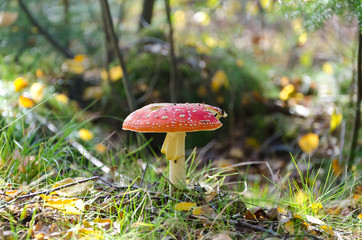 Fly agaric in autumn forest