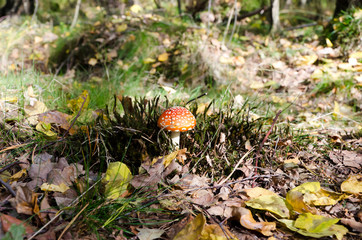 Fly agaric in autumn forest