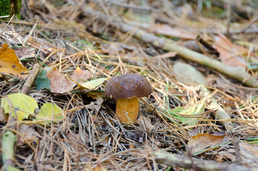 Bay bolete in autumn forest