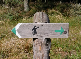 Elch auf Wanderschaft