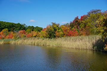 Colorful Fall Foliage Orange Red Yellow Autumn Leaves by Lake 