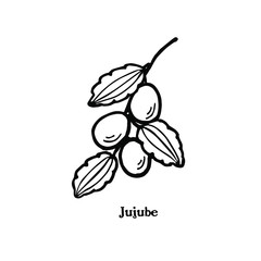 Ilustracion de Jujube plant, Ziziphus jujuba, hand drawn icon.