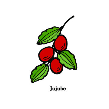 Jujube Tree Images Browse 50 402 Stock Photos Vectors And Video Adobe Stock
