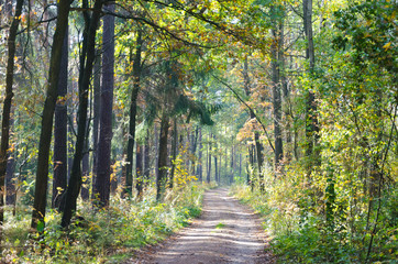 Forest path in autumn