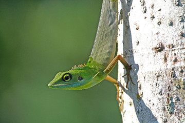 Green Crested Lizard