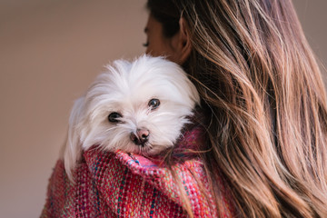 young woman holding her maltese dog on shoulder at home. Pets and lifestyle. back view