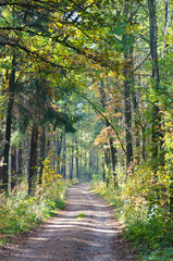 Forest path in autumn