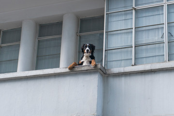 man looking through the window