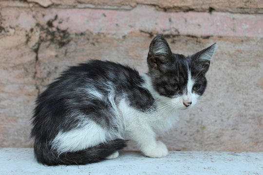 Gattino seduto