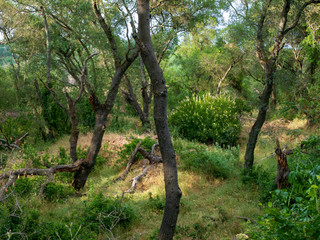 Fototapeta na wymiar Twisted Tree trunks Riparian Forest landscape scene .