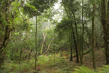 Las Creces del Parque Nacional de Garajonay, La Gomera