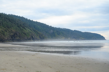 Beach with a forest on the ocean or sea