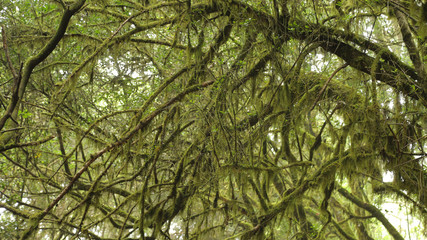 Las Creces del Parque Nacional de Garajonay, La Gomera