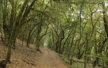 Las Creces del Parque Nacional de Garajonay, La Gomera