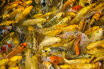 yellow golden carp fish school in farm